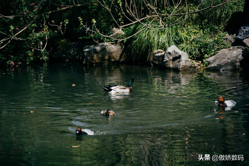 拙政园最让人欣赏的地方,拙政园十大特色