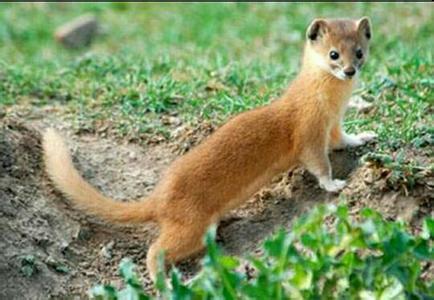 四大仙的民间故事,四大神话四大民间传说