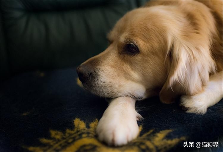 狗狗便便成形是不是代表细小好了,狗狗便便不成形是什么原因