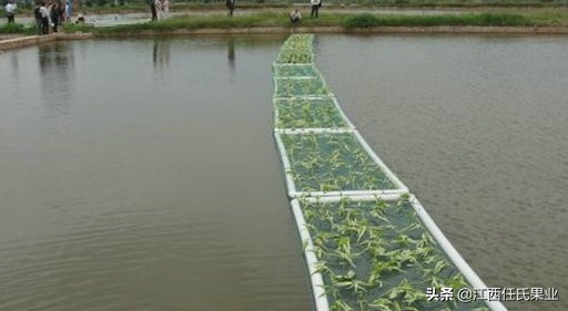 黎川水蕹菜什么时候种植,抚州黎川水蕹菜种出售