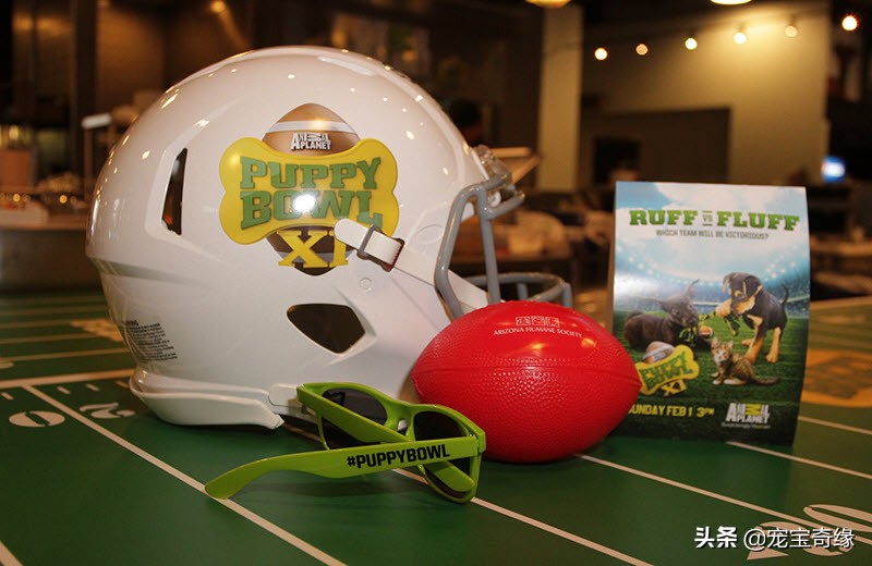 宠物全美大赛,美国奥兰多宠物展冠军