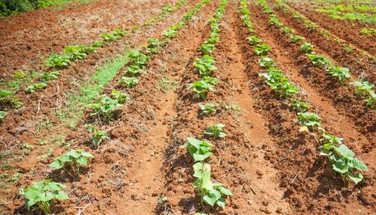 山药浅生种植槽种植技术,山药是起垄种植还是平地种植