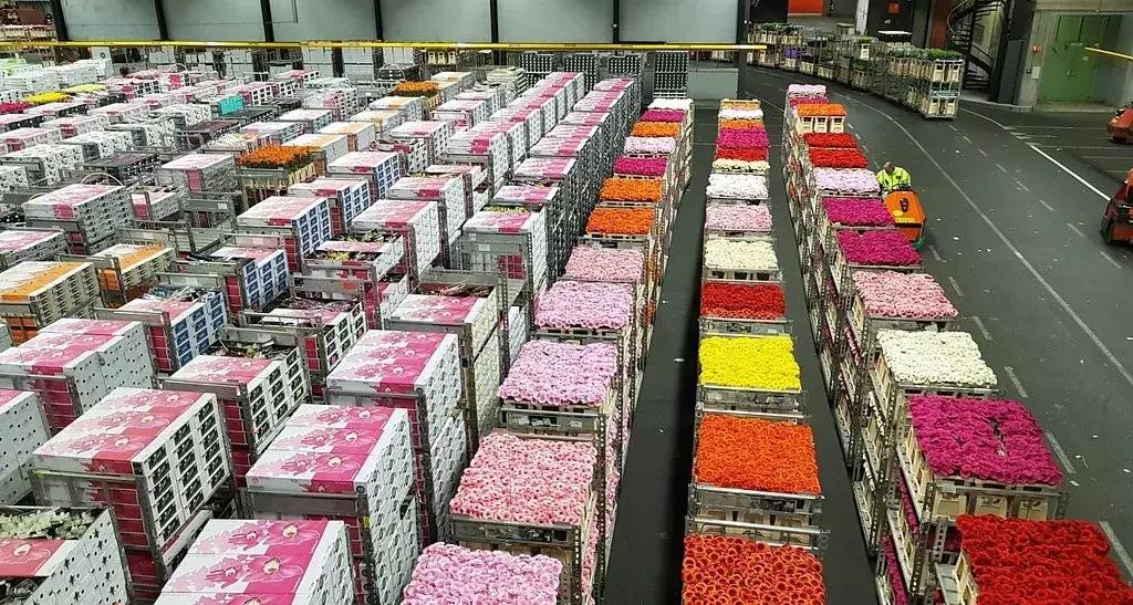 世界顶级鲜花市场,全国最大鲜花交易市场