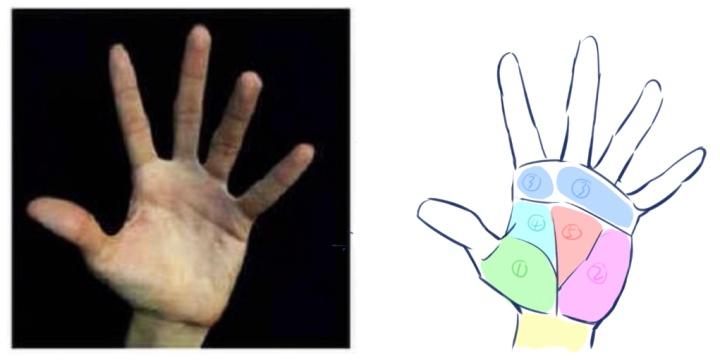 绘画简单的手部,画画小助手又简单又萌又好看