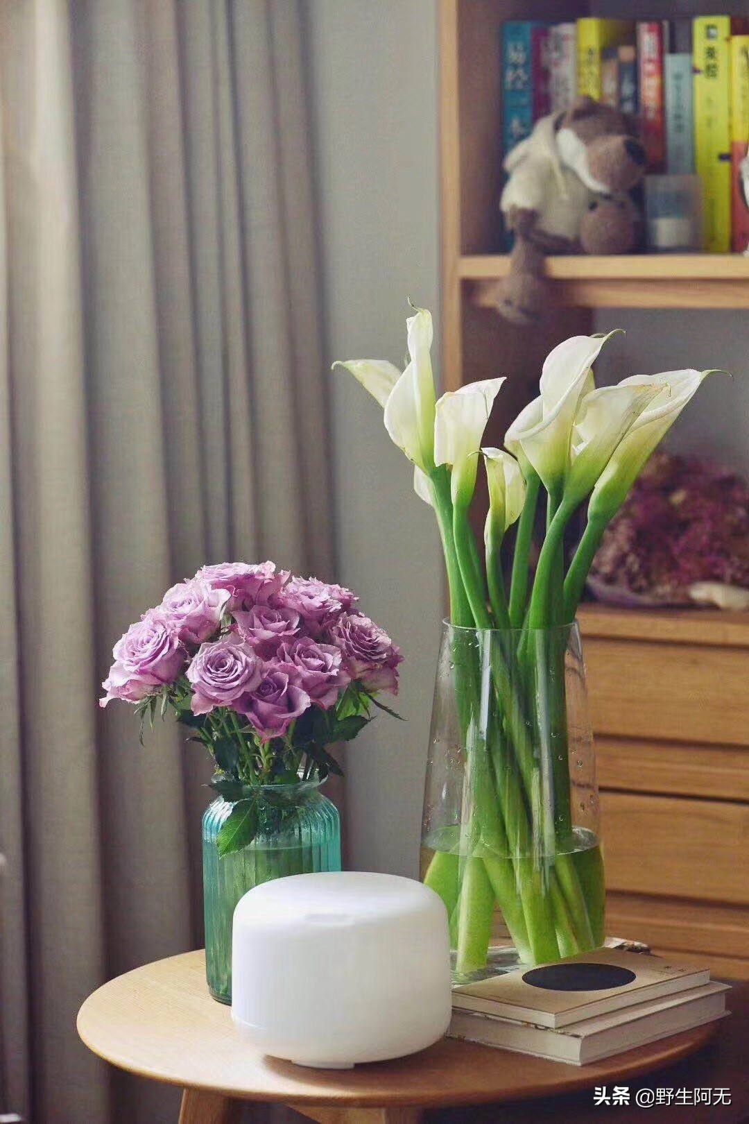 马蹄莲鲜切花焦了的养护方法,彩色马蹄莲刚刚露芽夏天怎么养护