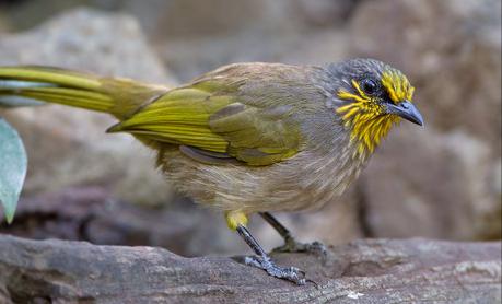 东江揽胜,惠州淡水常见鸟类图谱