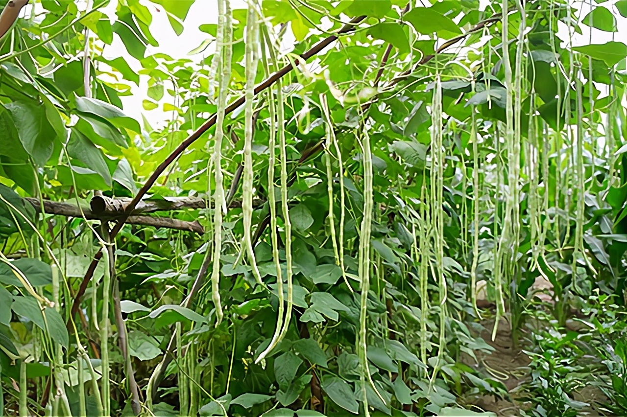 7月份可种的耐热蔬菜,夏天7-8月能种的蔬菜