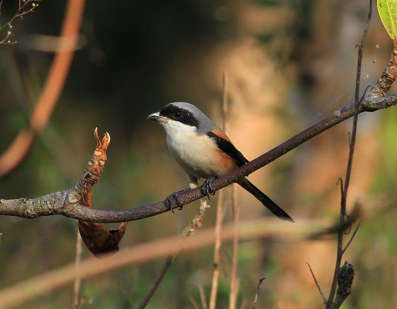 伯劳鸟与布谷鸟的区别,伯劳鸟和黄莺区别