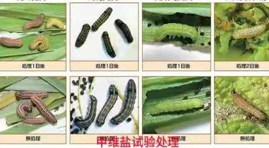 高氯甲维盐杀虫打什么虫最好,甲维盐多久能杀死虫子