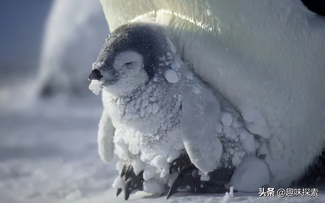 企鹅在南极为什么不被冻死,南极企鹅冻死真相