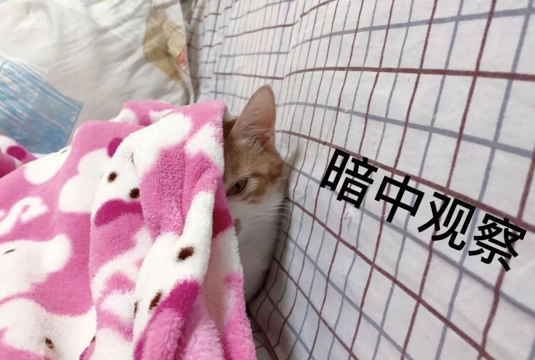 绝育针对狗有危害吗,绝育对猫猫残忍吗