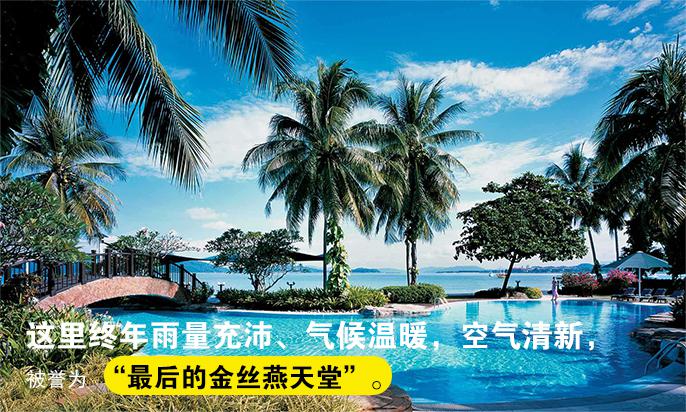 印尼产的燕窝是真的吗 (燕窝最好的产地为什么是印尼)