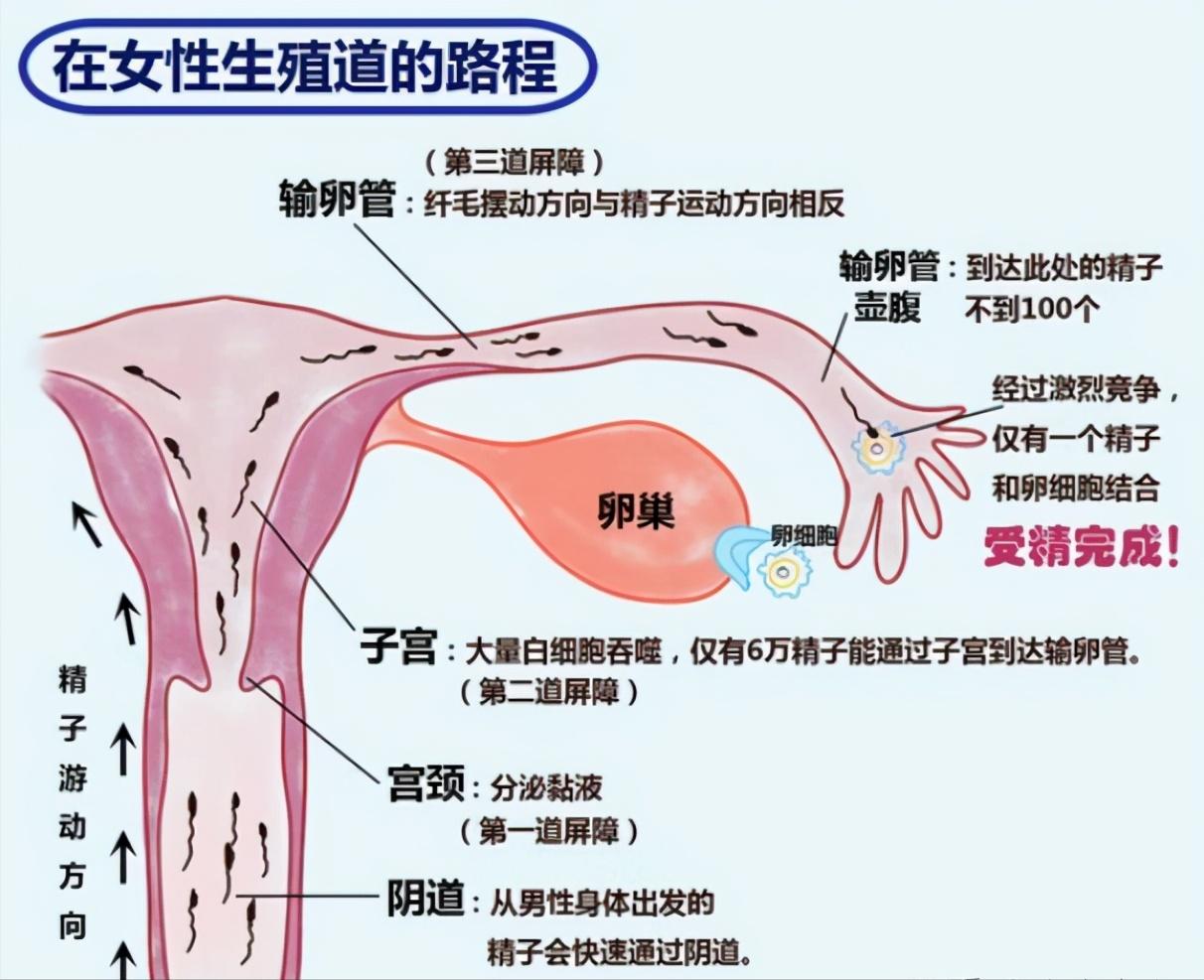 为什么我没有拉丝白带