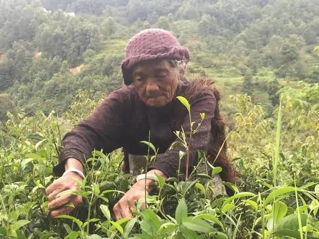 普洱茶可以配什么一起喝,你们配喝普洱茶吗