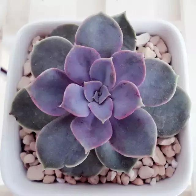 容易爆盆又好养的多肉你值得拥有,容易养好养活而且便宜的多肉