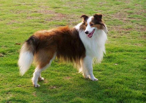 喜乐蒂犬寿命有多少年,喜乐蒂幼犬多大变形