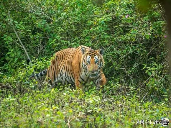 虎王拉贾孩子,虎王拉贾儿子怎么死的