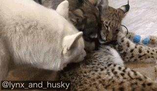 想养猫又怕被猫抓,俄罗斯养猞猁