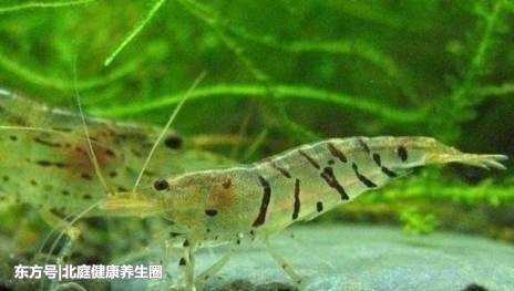 别再乱吃虾了,这样吃就如同吃“*霜砒**”,赶紧告诉家人吧