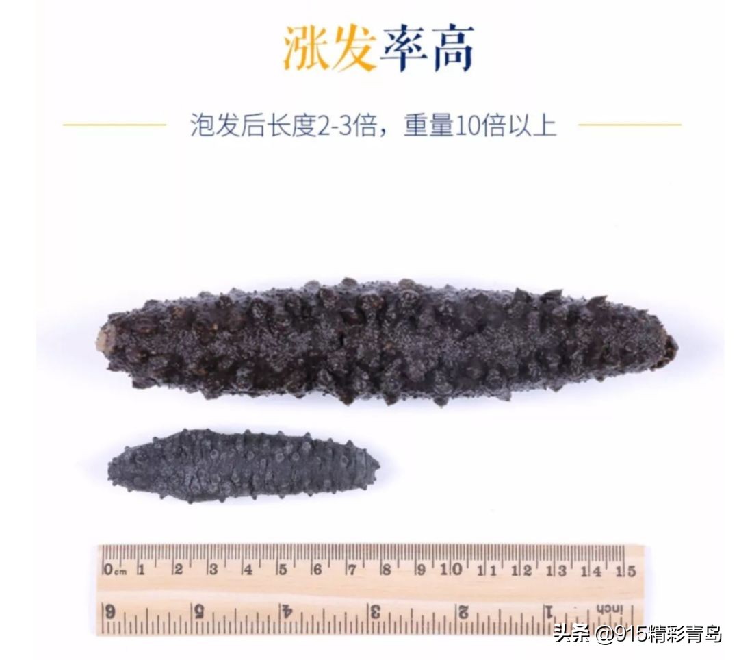 中国最好的海刺海参,黄金刺参西沙群岛深海纯野生海参