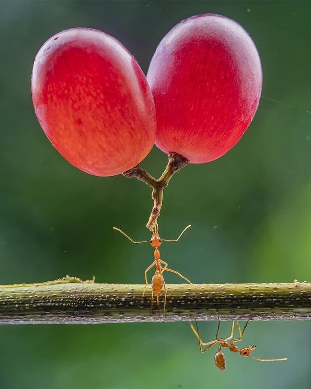 电鳗鳄鱼同归于尽,鳄鱼与电鳗同归于尽