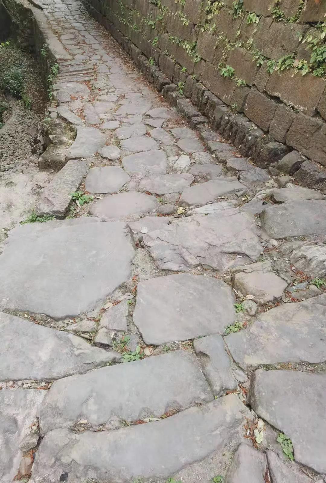 倚邦曼松古树茶,曼松贡茶和倚邦