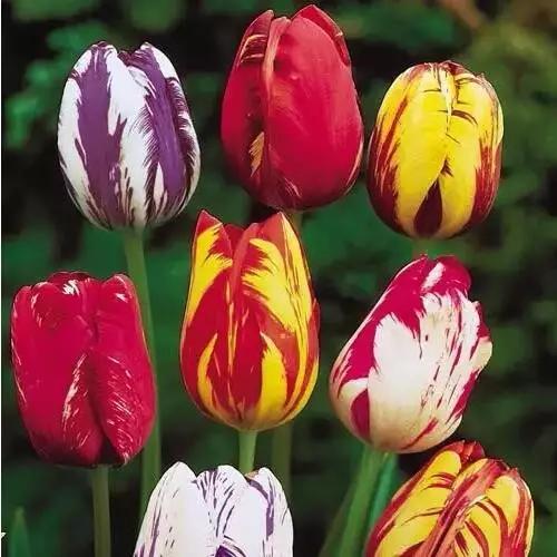 十大名贵花卉图片大全,十大名贵花卉家庭盆栽易养活的花