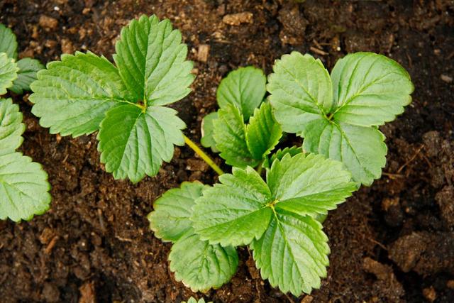 盆栽草莓叶子边缘干枯要剪掉吗,草莓叶子边缘干枯有什么办法补救