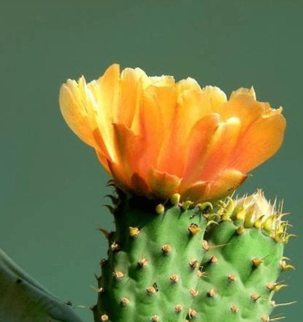 仙人掌简单好养,只要把握它的习性和爱好,何愁养不好仙人掌。