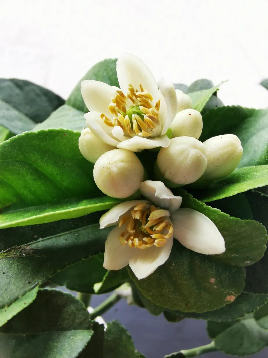 积食发热能自愈吗,积食发热会连续高烧几天吗