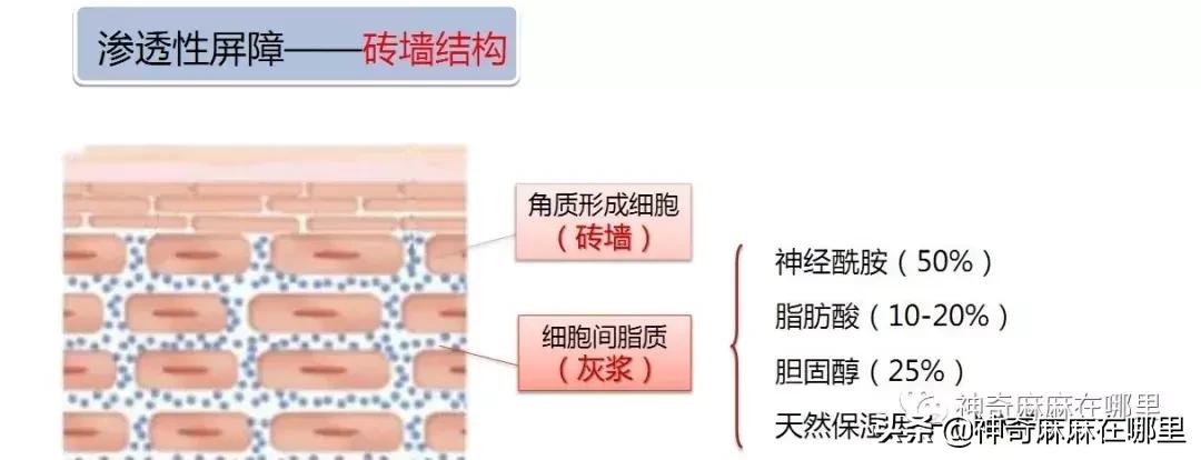 bbc珍珠面霜 (bbc沙棘面霜)