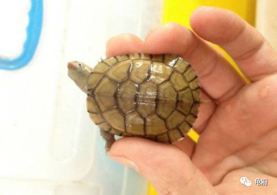 鉴赏花草模板,小青苗照片