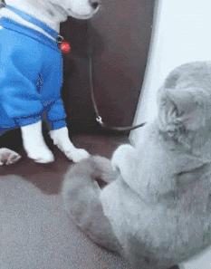 在野外发现甘蔗,在山里发现甘蔗