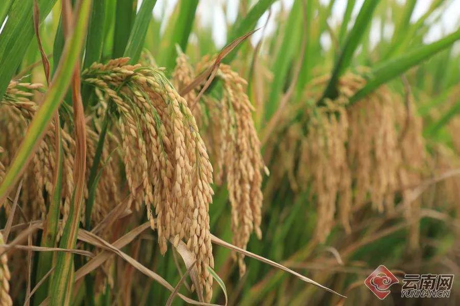 8点到9点摸高,8点多算高吗