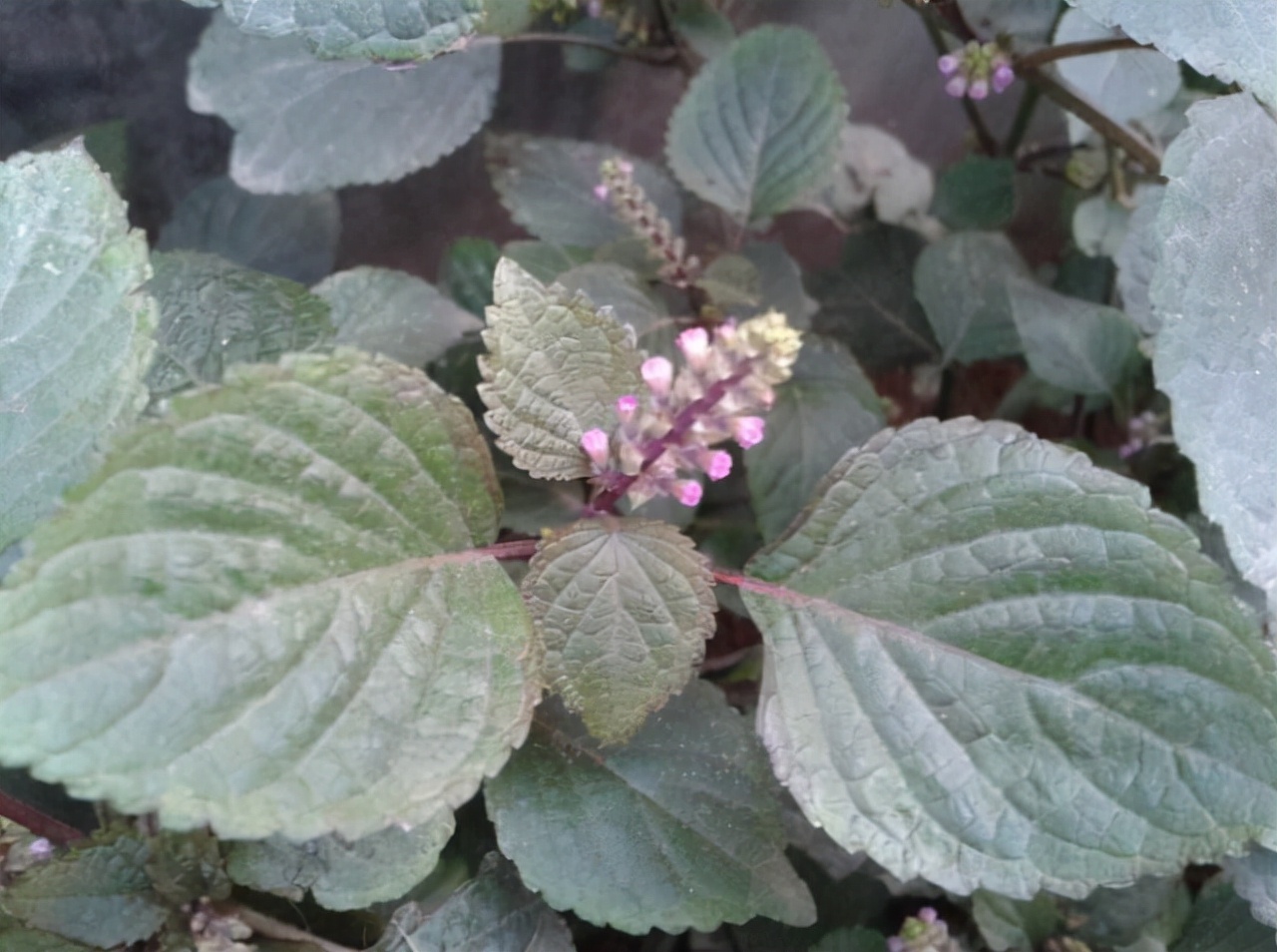 农村1种“香草”，以往牛都不愿吃，如今出口卖到日韩，价格极高