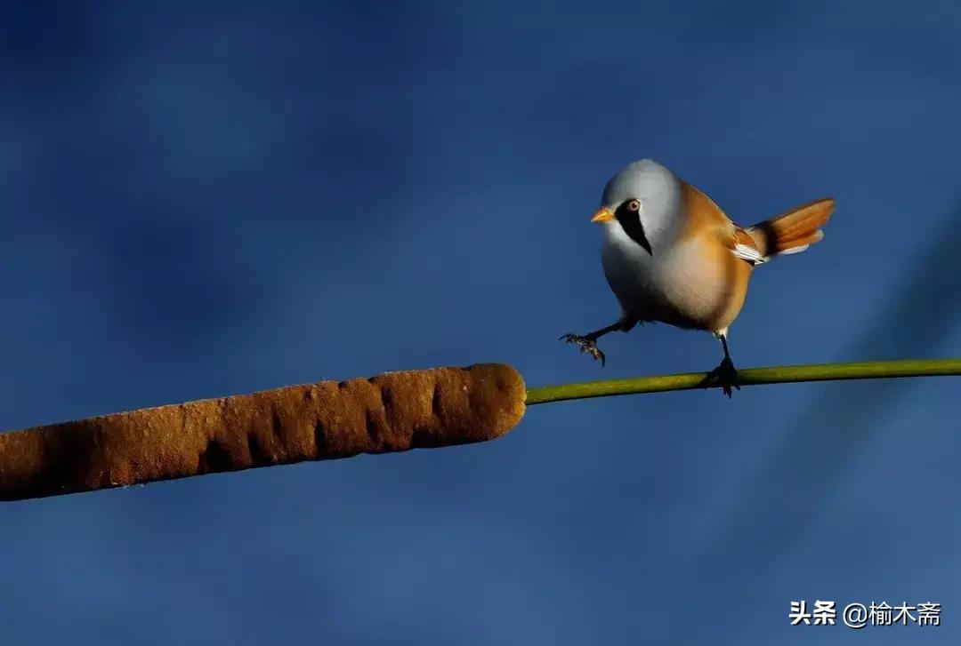 山水谢灵运诗词,李白秋登宣城谢脁北楼原诗详解