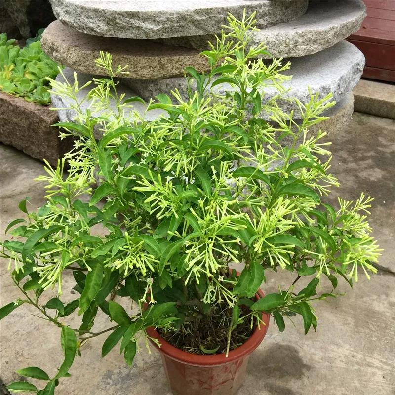 什么植物驱蚊种家里最好,家里养什么植物好驱蚊