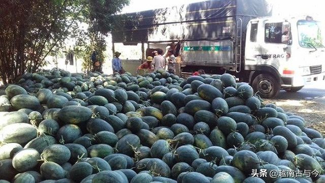 越南进口水果检疫,越南水果进口需要哪些手续