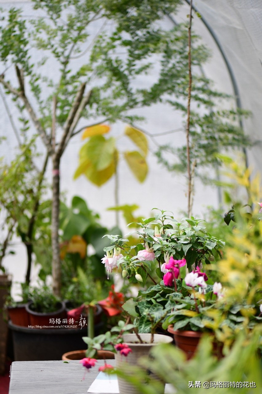 园丁金挂有排期吗,吊钟海棠怎么养护