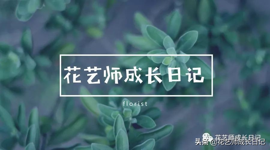 1-999朵玫瑰花分别代表什么花语,1到99朵玫瑰花花语