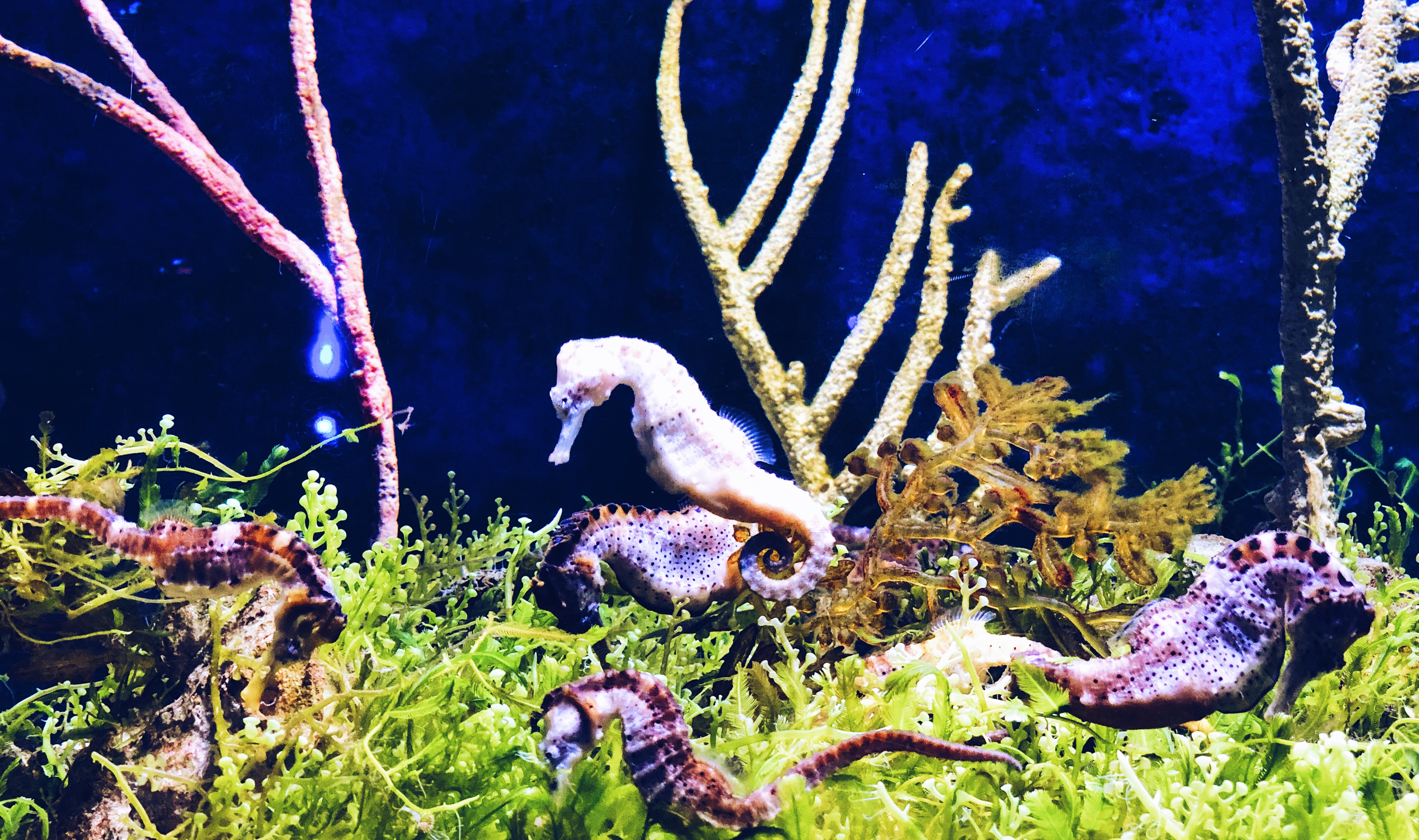 珠海长隆海洋王国吃住旅游攻略,最新珠海长隆海洋王国一日游攻略