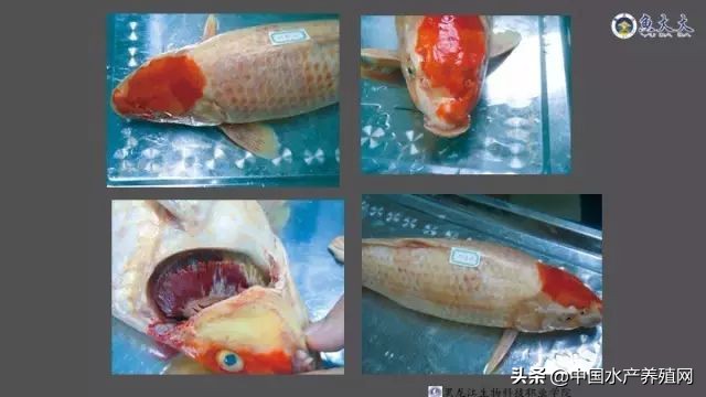 鱼病快速诊断与防病技术,鱼虾蟹病防治方法