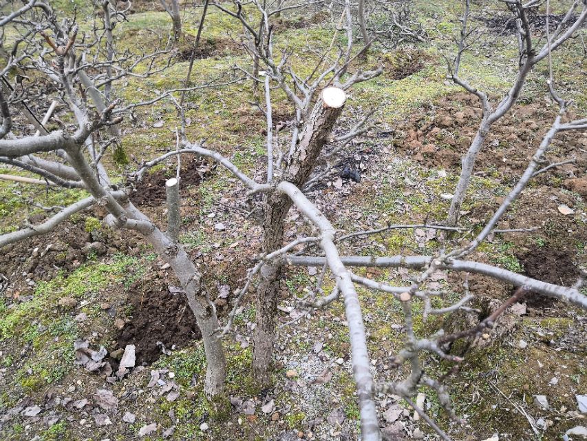 酷似酱油不是酱油,虽然古老但杀虫灭菌都不落后,替都替不了