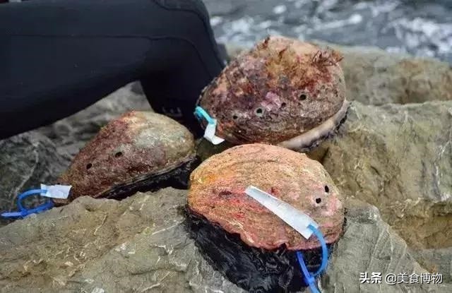 鲍鱼大全，带你认知全世界的鲍鱼（下）