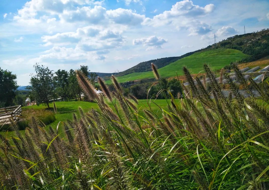 大连三寰牧场旅游攻略,大连三寰牧场草原视频