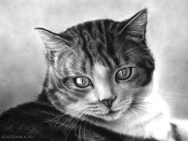 素描动物最全的收集,精微素描动物临摹高清大图