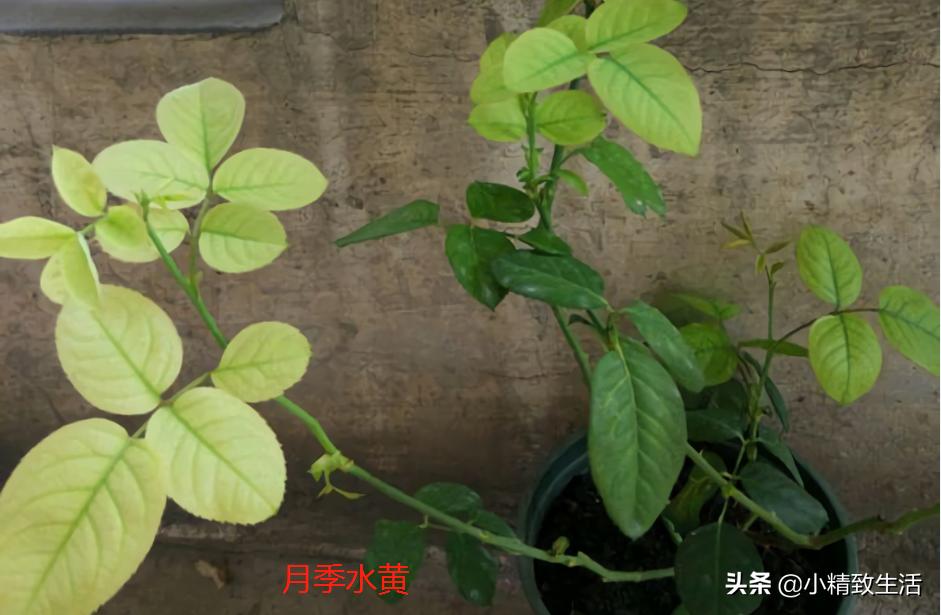 月季叶子健康,月季健康的表现