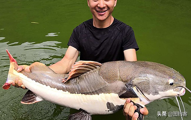 招财猫鲶鱼幼崽,招财猫亚马逊河流