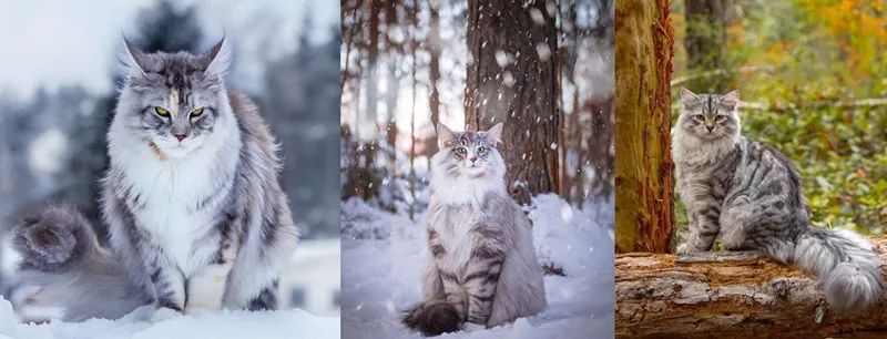 喵界的“荒野猎人”，被人误会多年，其实它才是俄罗斯的国猫