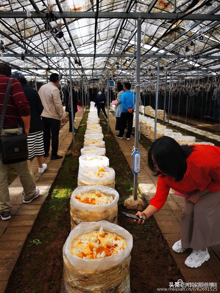 赴一场槐花的邀约——宝鸡作家赴扶风野河山采风